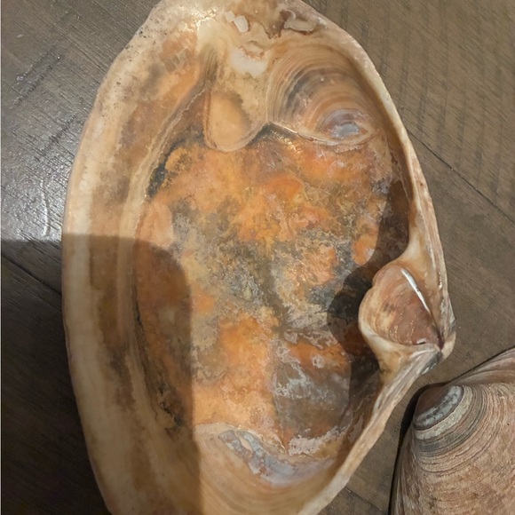 Assorted Seashell Collection - Picture 9 of 16